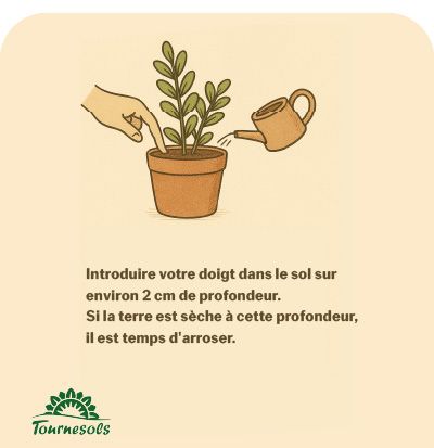 Comment arroser votre Zamioculcas Variegata