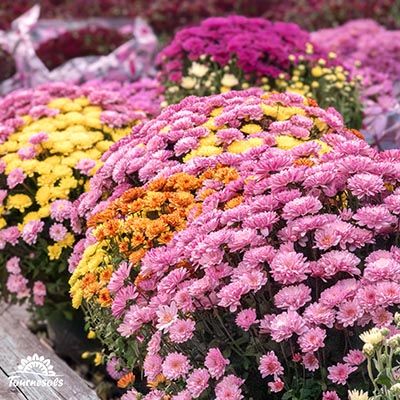 Chrysanthèmes boules production namuroise