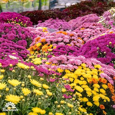 Chrysanthèmes boules de toutes les couleurs