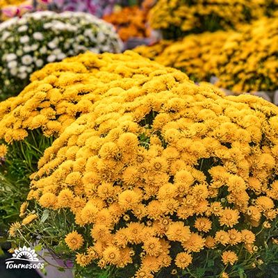 Chrysanthèmes boules couleur jaune