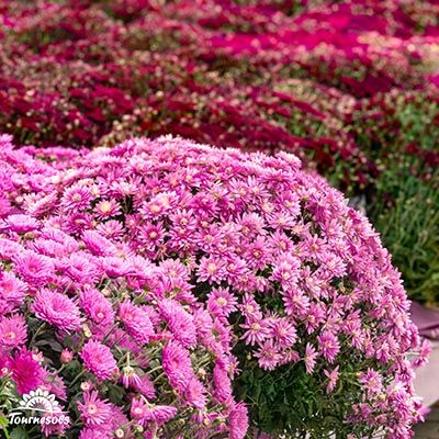 Chrysanthèmes boules couleur rose