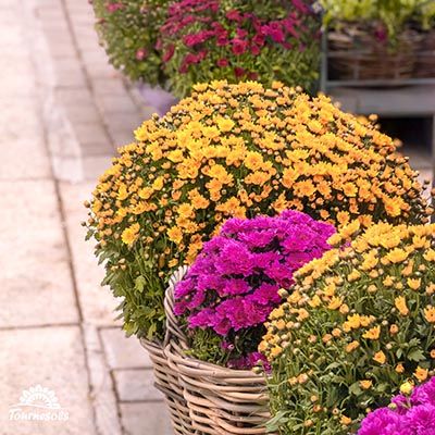 Chrysanthèmes boules grande taille - producteur Namurois