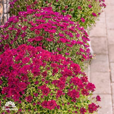 Chrysanthèmes boules grande taille - couleur rouge