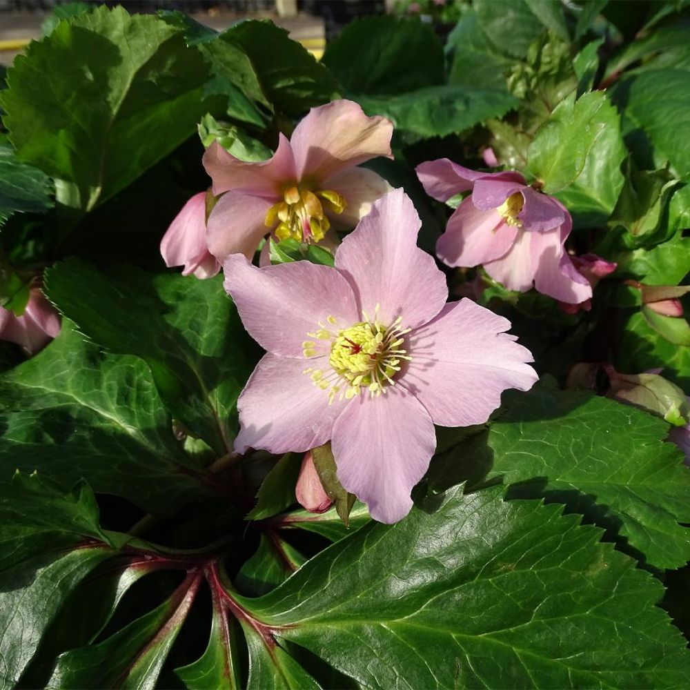 Plante florissante Hellebore orientale Diana dans un jardin, excellente pour l'ombre et les climats froids.