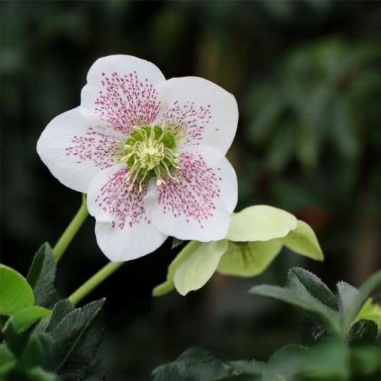 Fleur d'hellébore Alma blanche en gros plan, plante vénéneuse souvent utilisée en horticulture