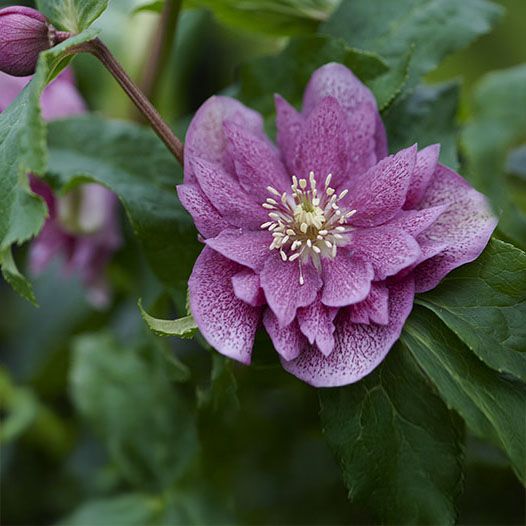 Fleur d'Hellébore Ariana en gros plan, une plante vivace à fleur rose pâle pour jardin d'hiver