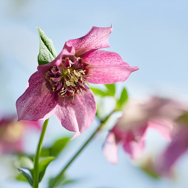 Floraison printanière de l'Hellébore Teresa, une vivace toxique ornant les jardins français.