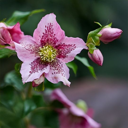 Floraison d'une Hellébore Celestina, fleur d'hiver, en gros plan - Plante d'ornement