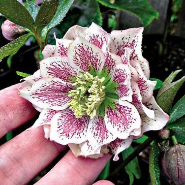 Hellébore magique double, aussi appelée rose de Noël, en fleur lors des fêtes de fin d'année