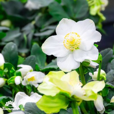 Hellébores Niger en fleur à la vente en jardinerie durant le printemps