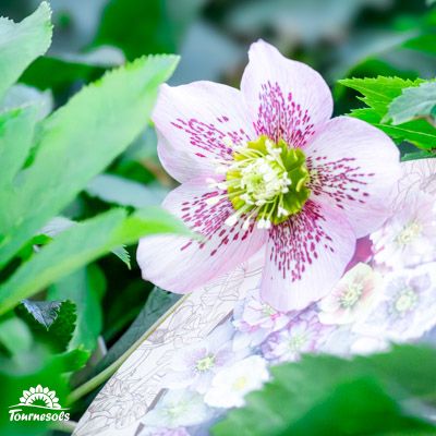 Des Hellébores panachées en pot exposées dans une jardinerie, idéales pour égayer votre jardin en hiver.