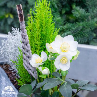 Hellébores colorées dans une décoration festive pour Noël et Nouvel An, parfaite pour l’élégance hivernale.