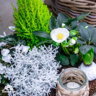 Composition florale de magnifiques hellébores, relayant la beauté de cette plante hivernale, idéale pour le jardin.